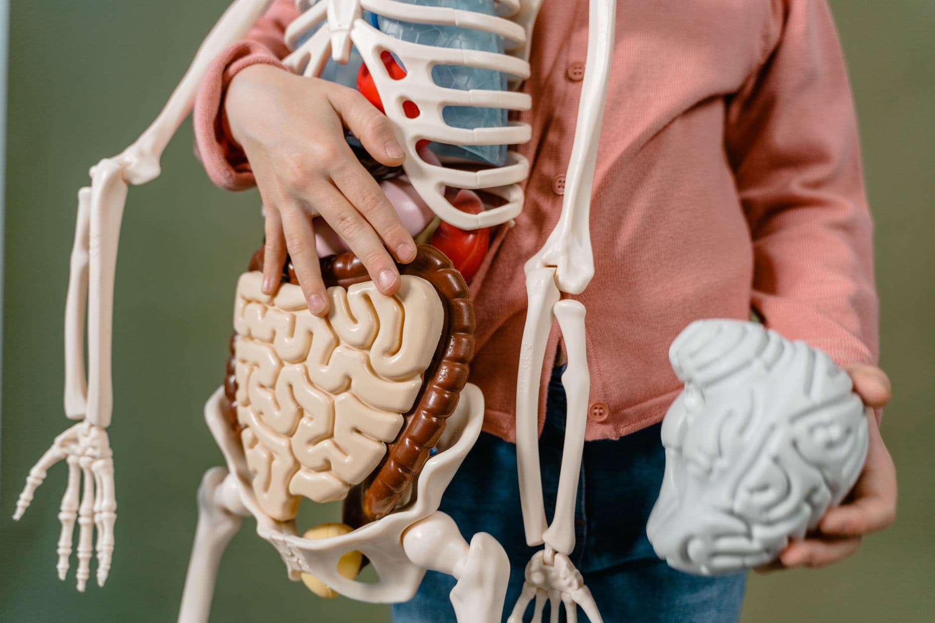 El sistema nervioso es el deportista, no el músculo