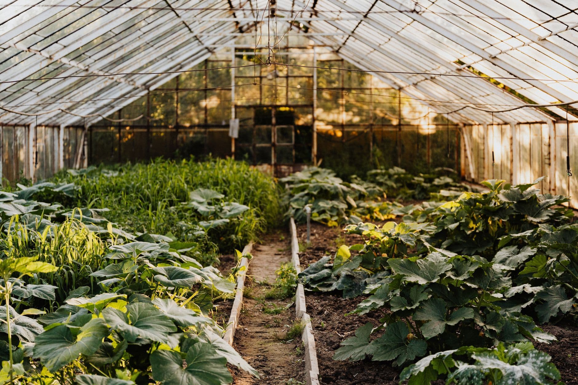 HST: topping, fimming, supercropping