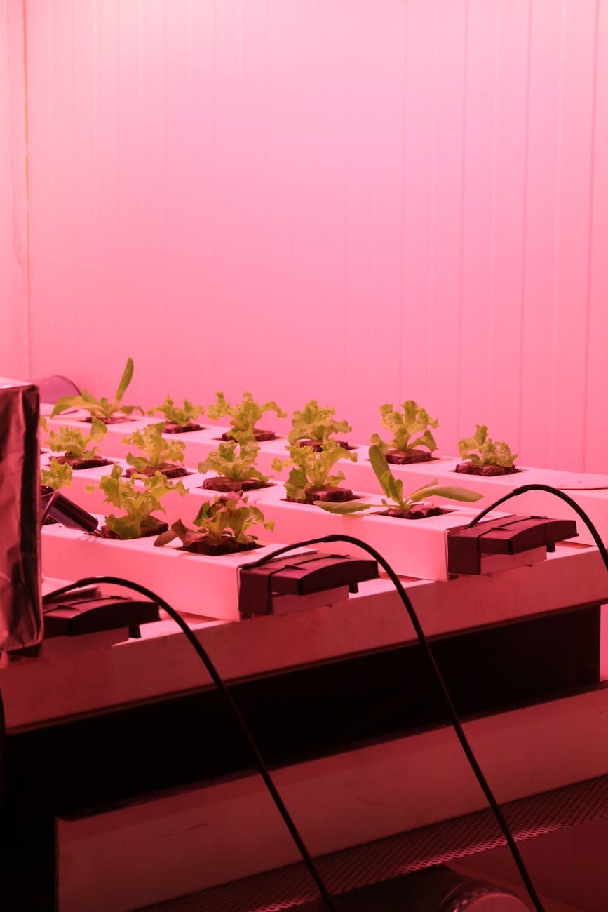 Cultivo en coco: el sustrato inerte que domina el indoor
