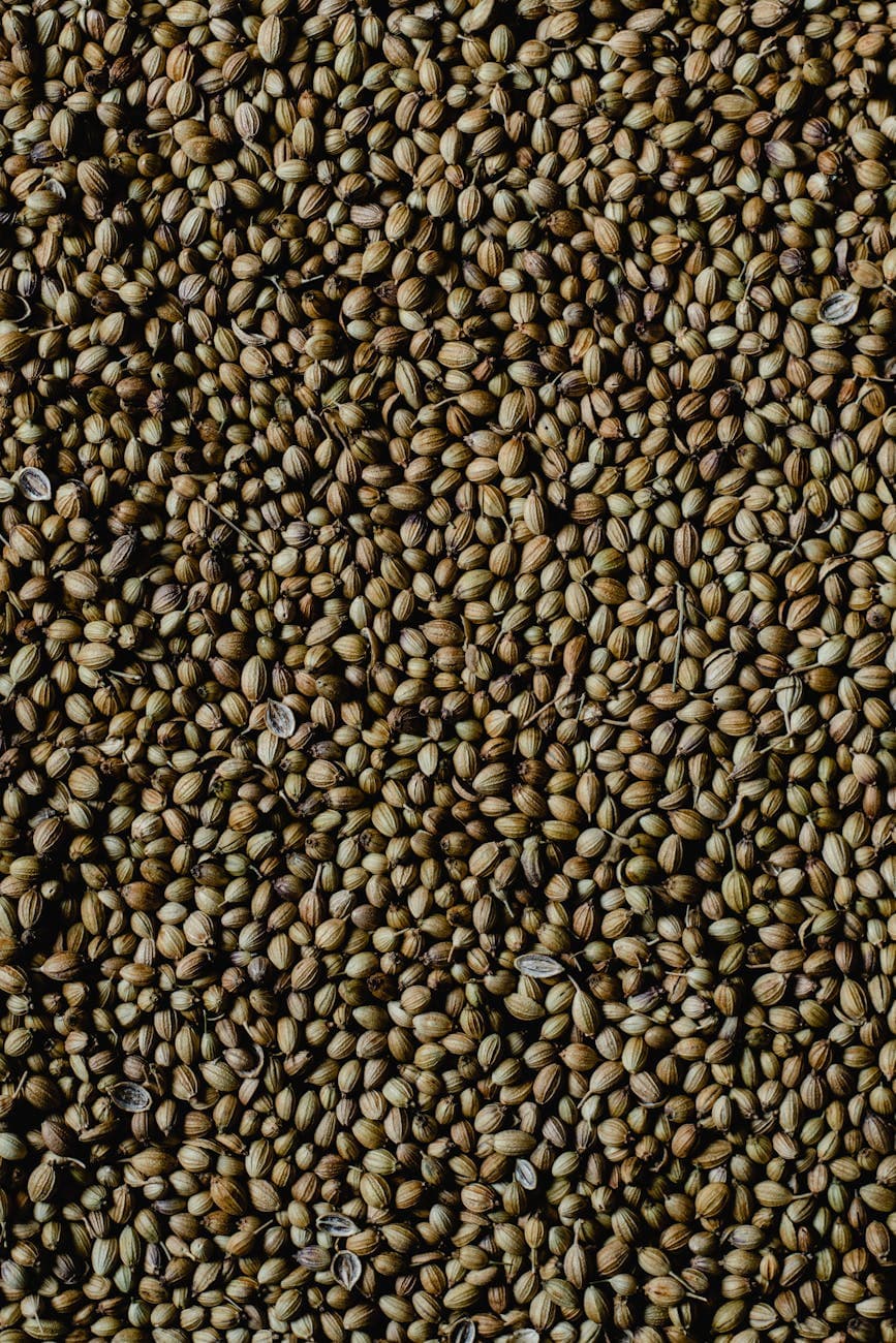 Ámsterdam: cómo Holanda se convirtió en la meca cannábica
