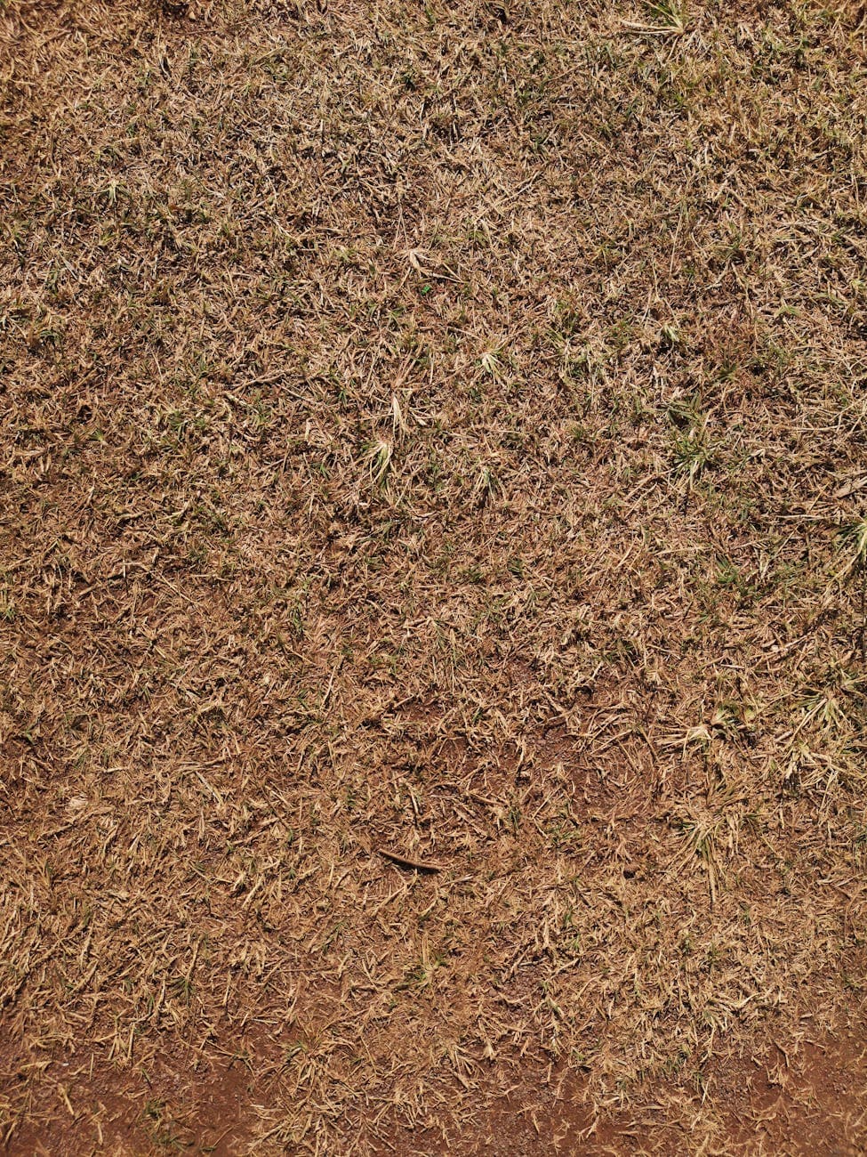Build-a-soil: cómo armar tu propia super soil