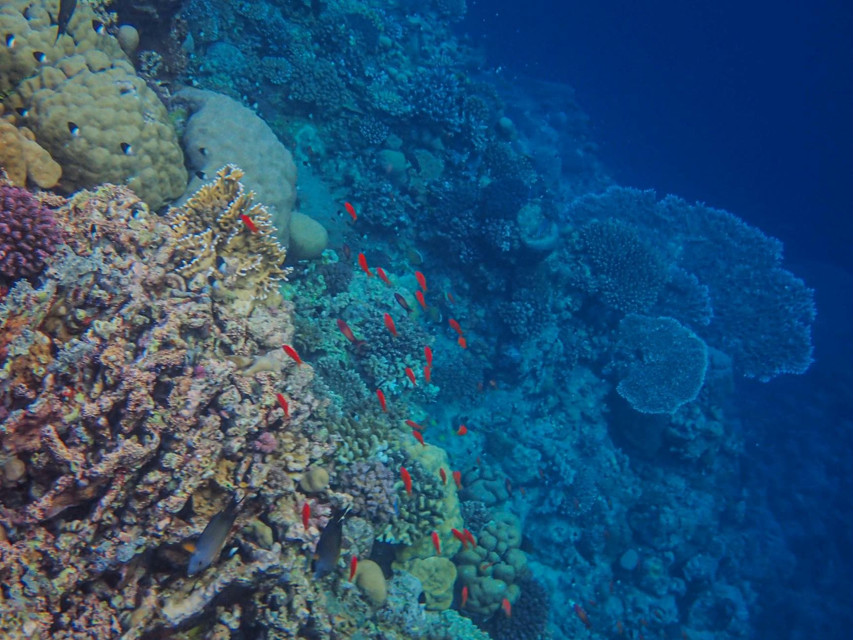 Dahab: por qué los freedivers del mundo eligen este pueblo beduino