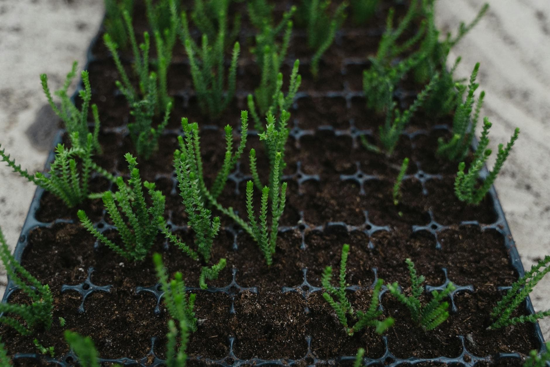Jiffy pellets y rockwool: pros y contras