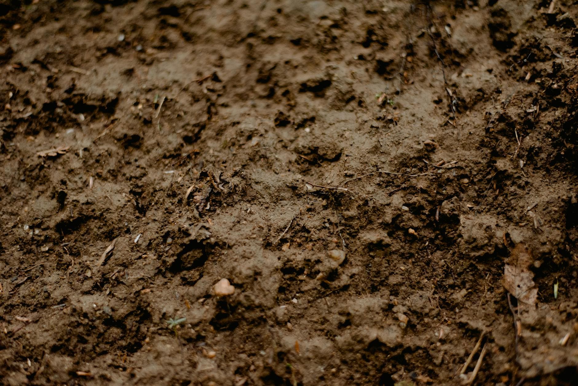 Compost tea: receta pro para inocular vida
