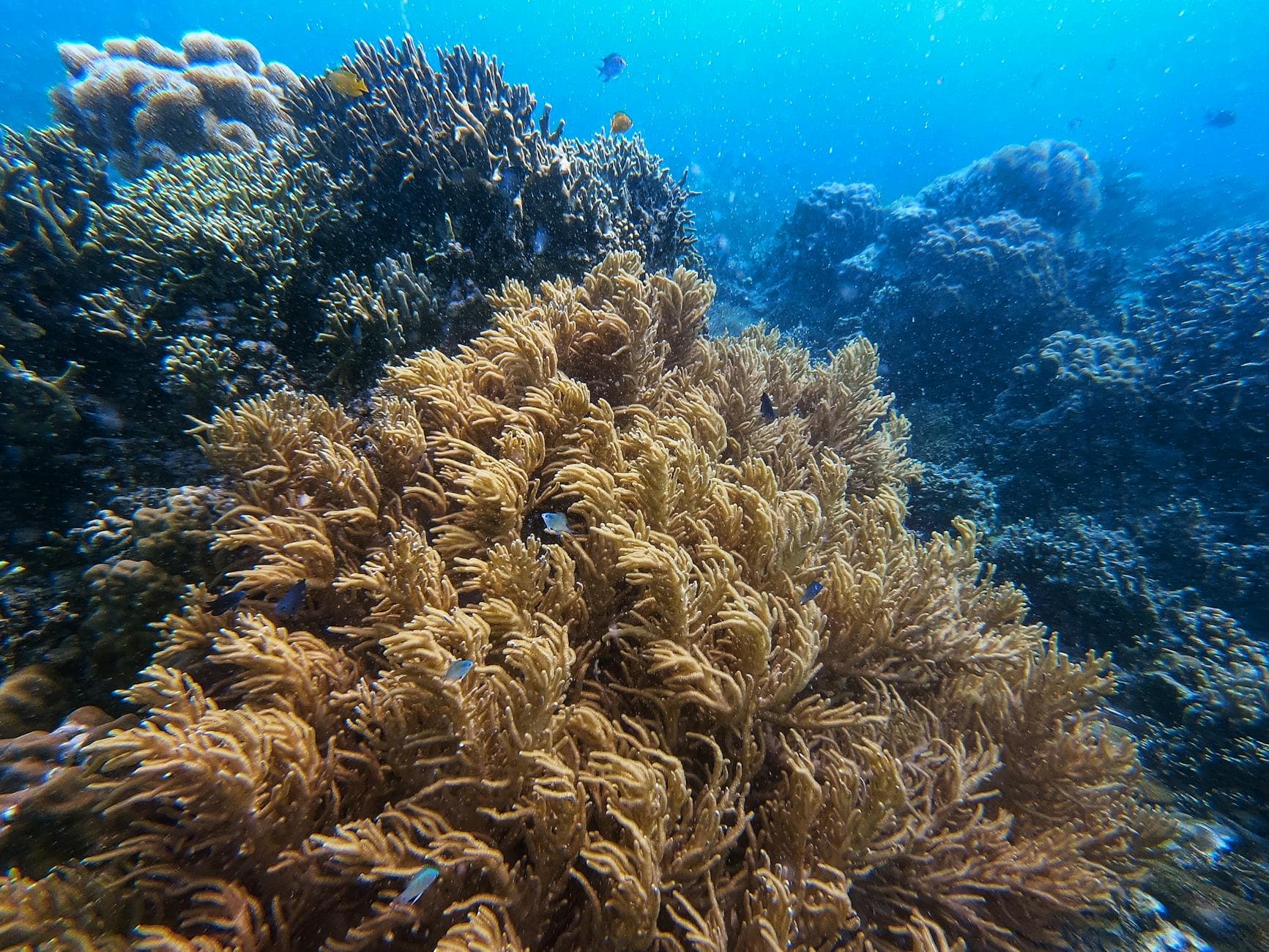 La física del buceo: Boyle, Henry y lo que pasa a 30 metros
